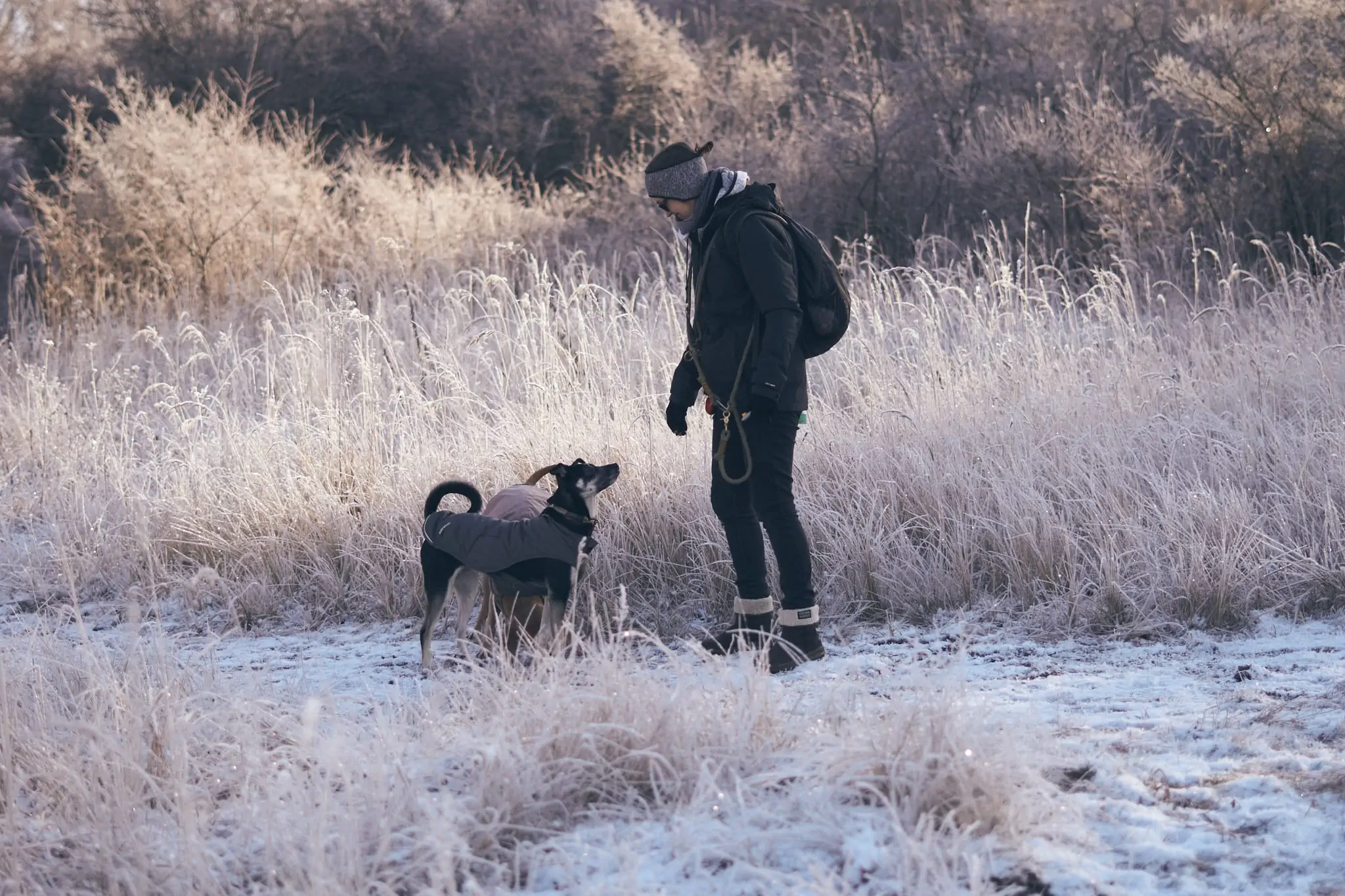 Hund beim alltagsnahen Hundetraining