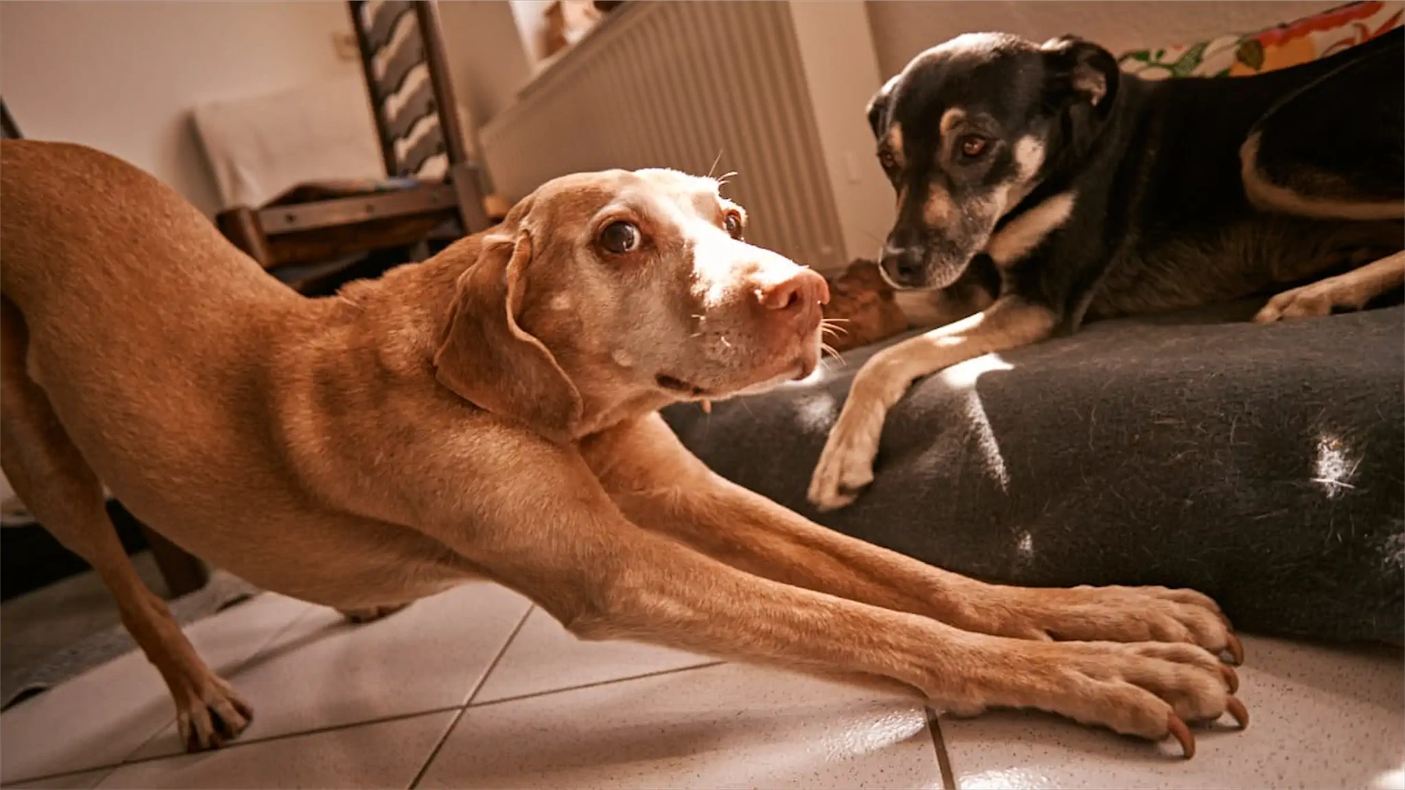 Tierschutzhund im Team von Pfötchenlehre