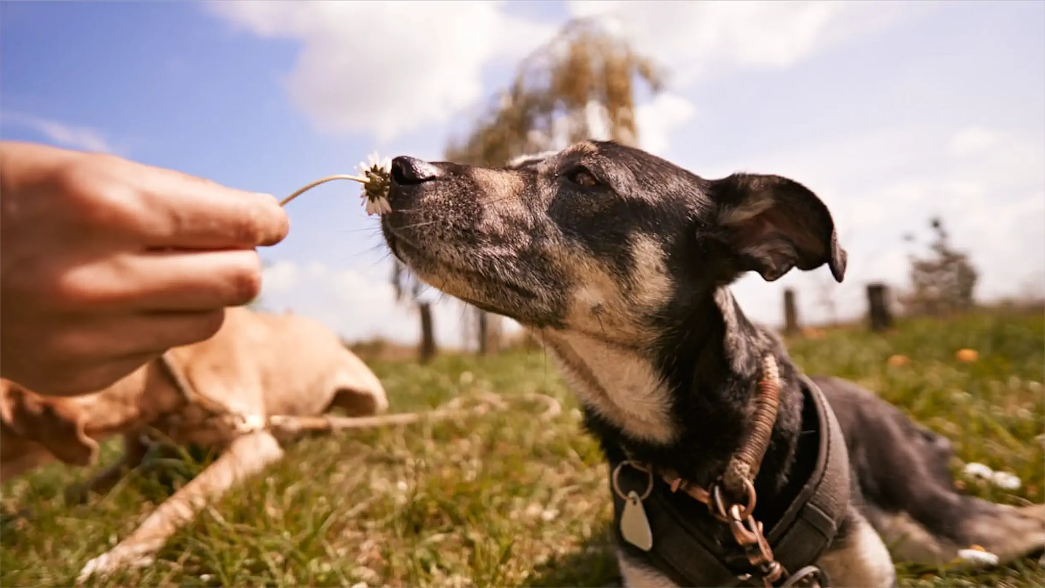 Hund aus dem Pfötchenlehre-Team