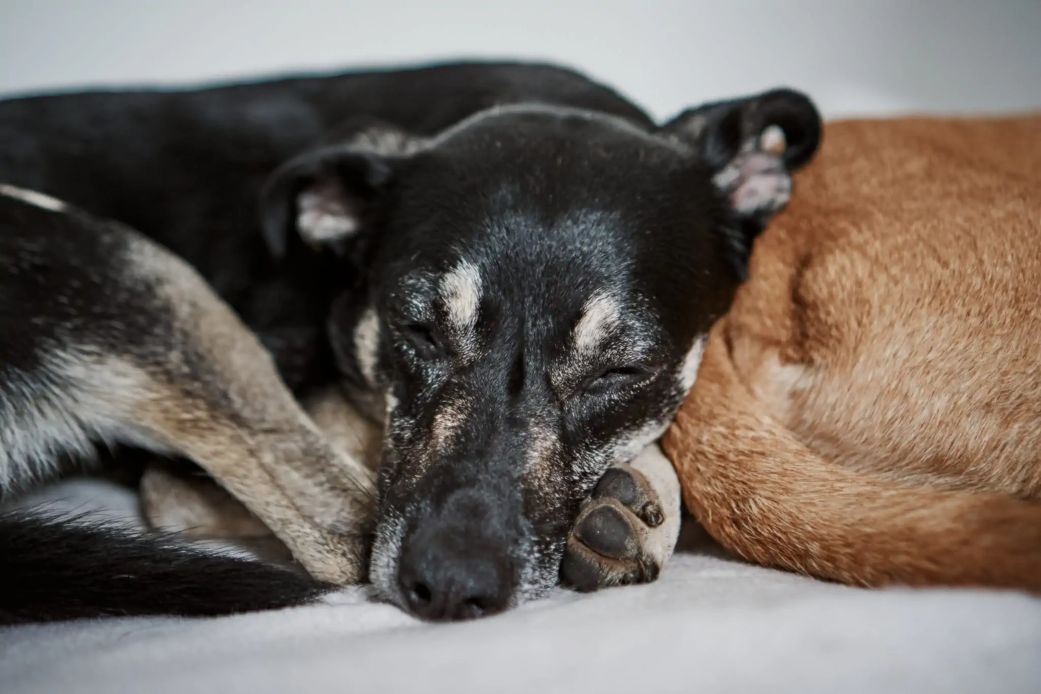 Hundetraining mit Pfötchenlehre in Leipzig und Umland